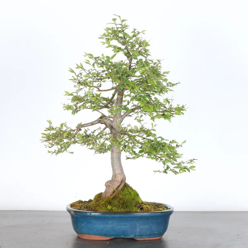 Bonsai Orme de Sibérie OR-1-10
