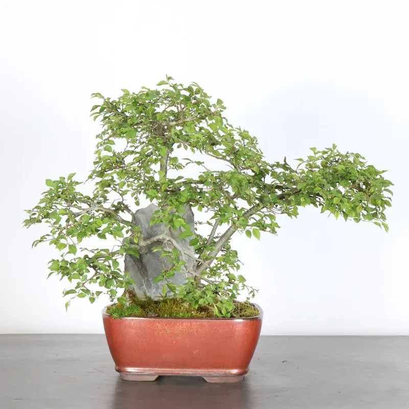 image supplémentaire - Siberian elm "Ulmus pumila"...