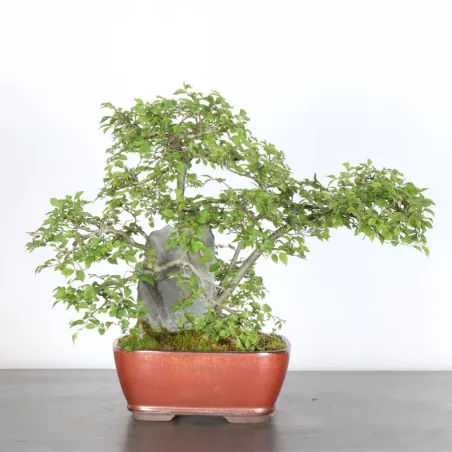 image supplémentaire - Orme de Sibérie "Ulmus...