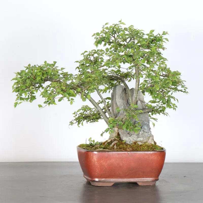 Bonsai Orme de Sibérie OR-1-11