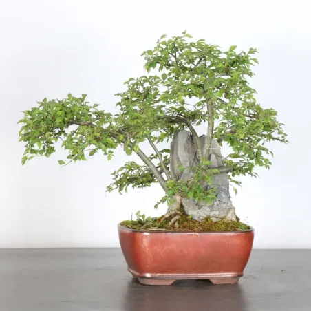 Bonsai Siberian Elm OR-1-11