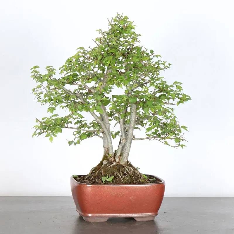 Bonsai Siberian Elm OR-1-8