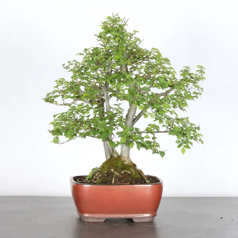 image supplémentaire - Siberian elm "Ulmus pumila"...