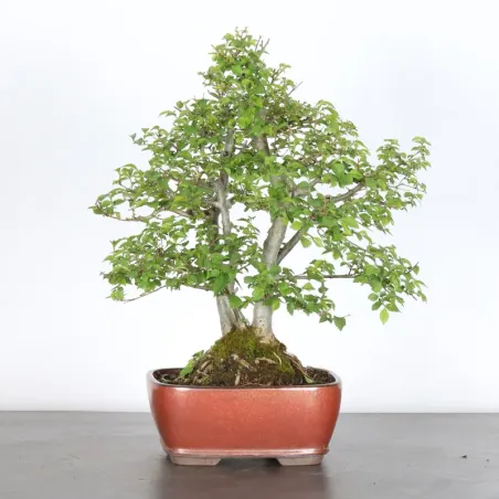 image supplémentaire - Siberian elm "Ulmus pumila"...