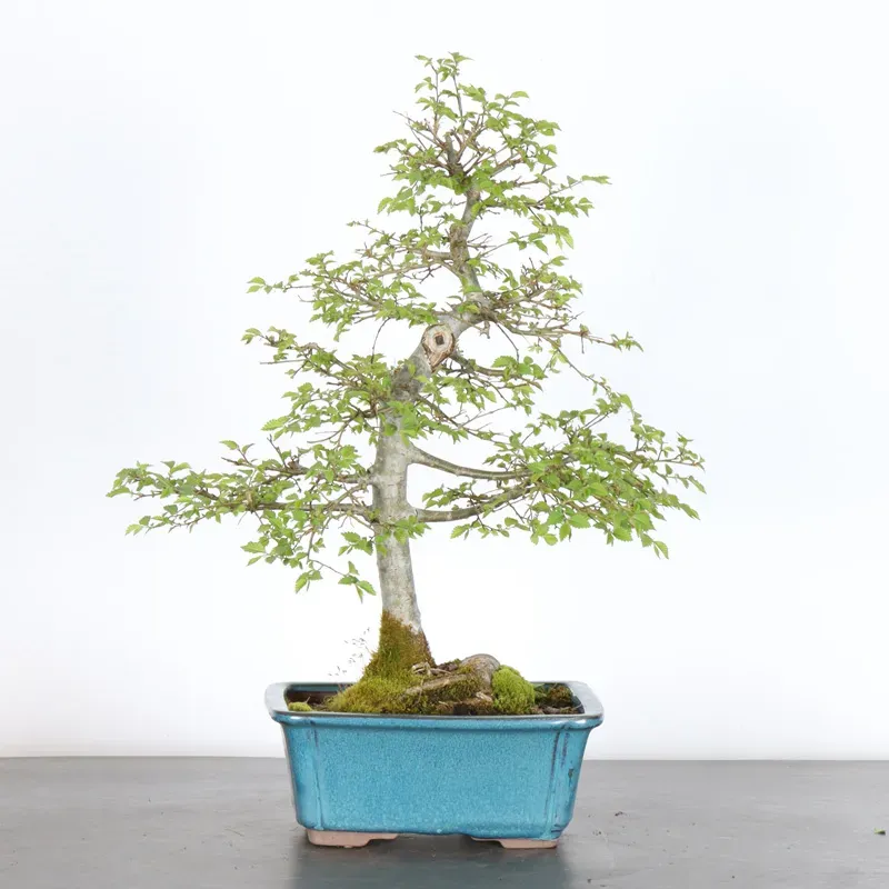 Bonsai Orme de Sibérie OR-2-10