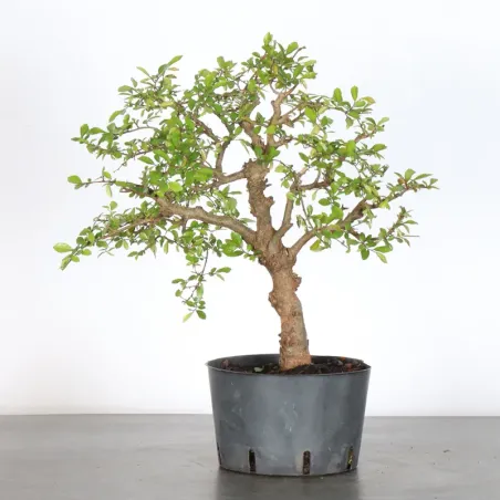 Bonsai Chinese Elm OR-2-5