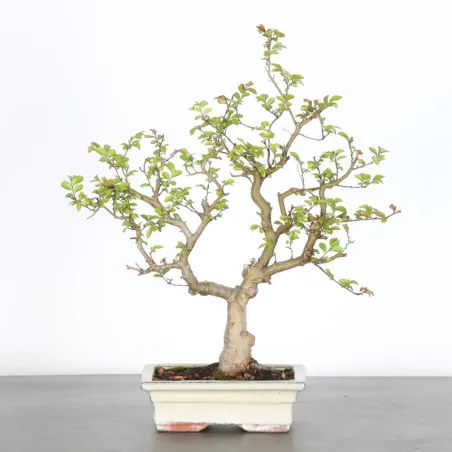 Bonsai Chinese Elm OR-2-2