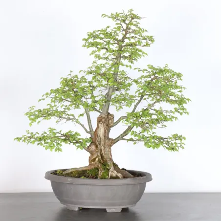 Siberian elm "Ulmus pumila" 2-13