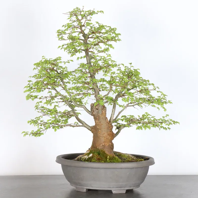 image supplémentaire - Siberian elm "Ulmus pumila"...