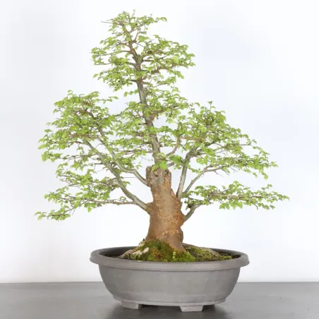 image supplémentaire - Siberian elm "Ulmus pumila"...