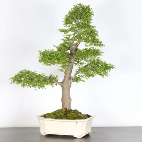 image supplémentaire - Orme de Sibérie "Ulmus...