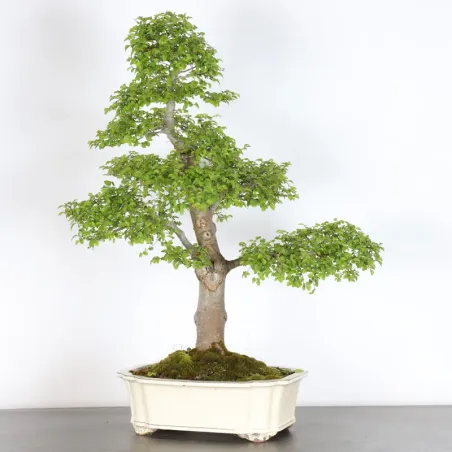 Siberian elm "Ulmus pumila" 3-10