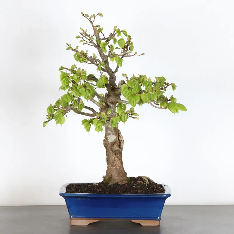 TILLEUL COMMUN "TILIA" (pot légèrement fissuré) 1-1