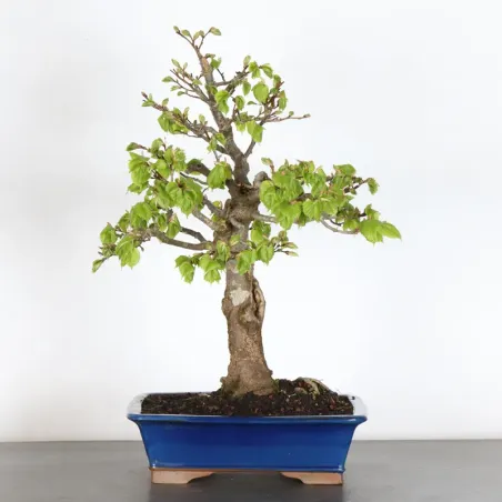 TILLEUL COMMUN "TILIA" (pot légèrement fissuré) 1-1