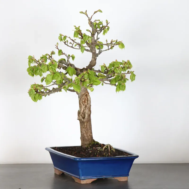 image supplémentaire - TILLEUL COMMUN "TILIA" (pot...