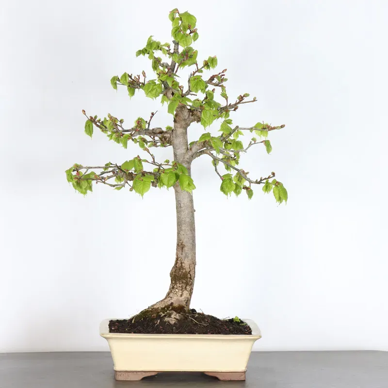 BONSAI TILLEUL "TILIA" 1-2