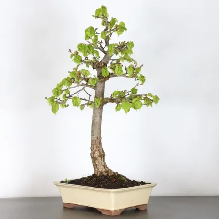 image supplémentaire - BONSAI TILLEUL "TILIA" 1-2