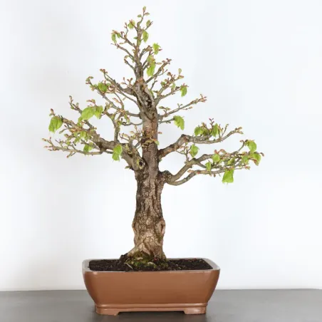 BONSAI TILLEUL "TILIA" 1-3