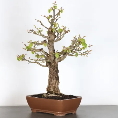 image supplémentaire - BONSAI TILLEUL "TILIA" 1-3