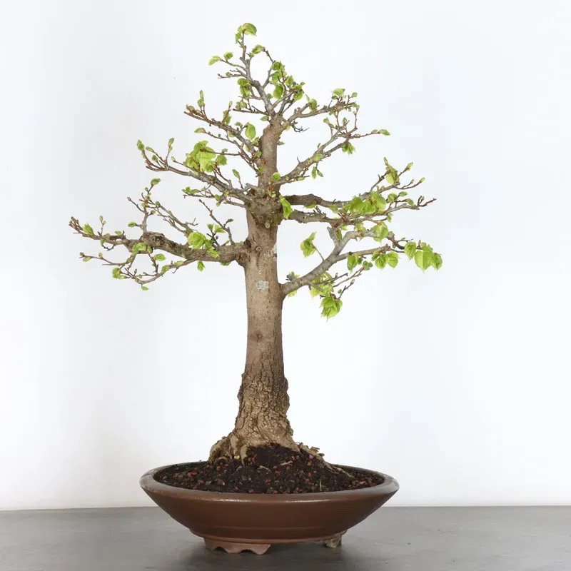 BONSAI TILLEUL "TILIA" 1-4