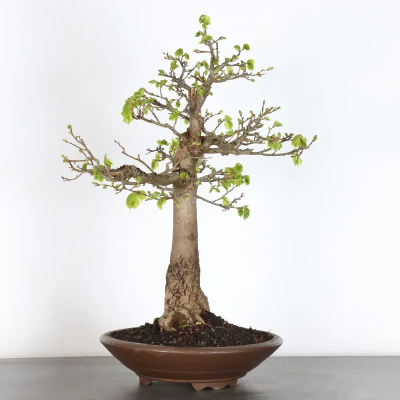 image supplémentaire - BONSAI TILLEUL "TILIA" 1-4