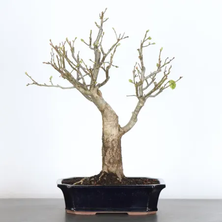 BONSAI TILLEUL "TILIA" 1-5