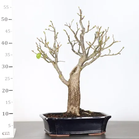 image supplémentaire - BONSAI TILLEUL "TILIA" 1-5
