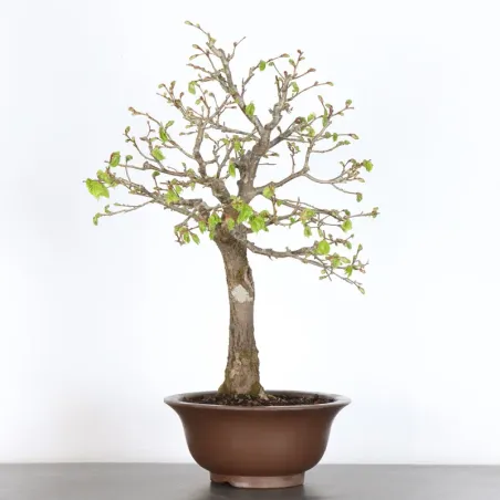BONSAI TILLEUL "TILIA" 1-6
