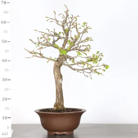 image supplémentaire - BONSAI LINDEN "TILIA" 1-6