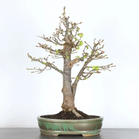 BONSAI TILLEUL "TILIA" 1-7