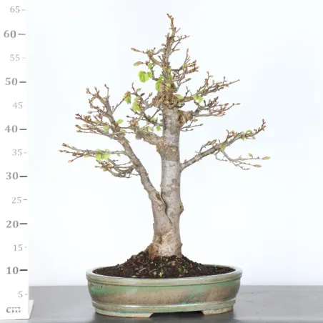 image supplémentaire - BONSAI TILLEUL "TILIA" 1-7