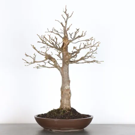 BONSAI TILLEUL "TILIA" 1-8