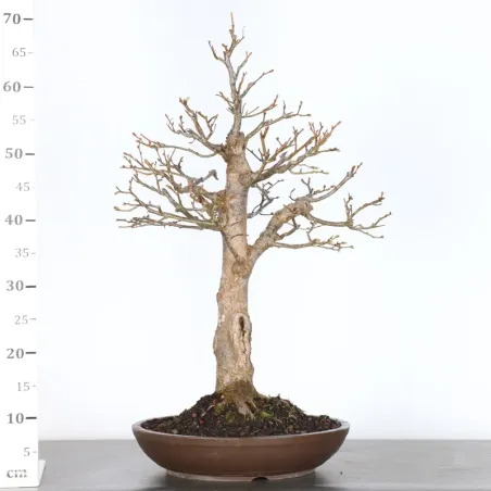 image supplémentaire - BONSAI TILLEUL "TILIA" 1-8