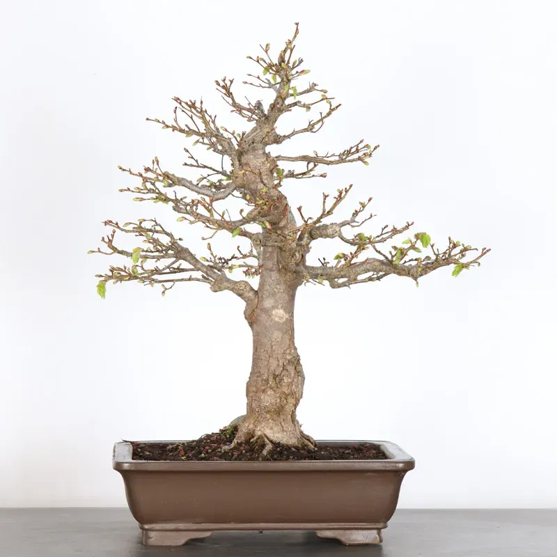BONSAI LINDEN "TILIA" 1-9