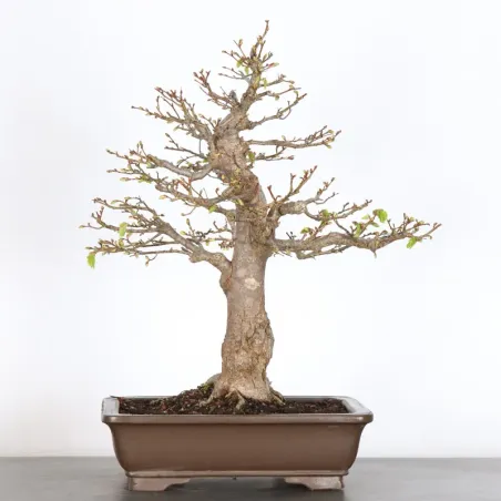 BONSAI LINDEN "TILIA" 1-9