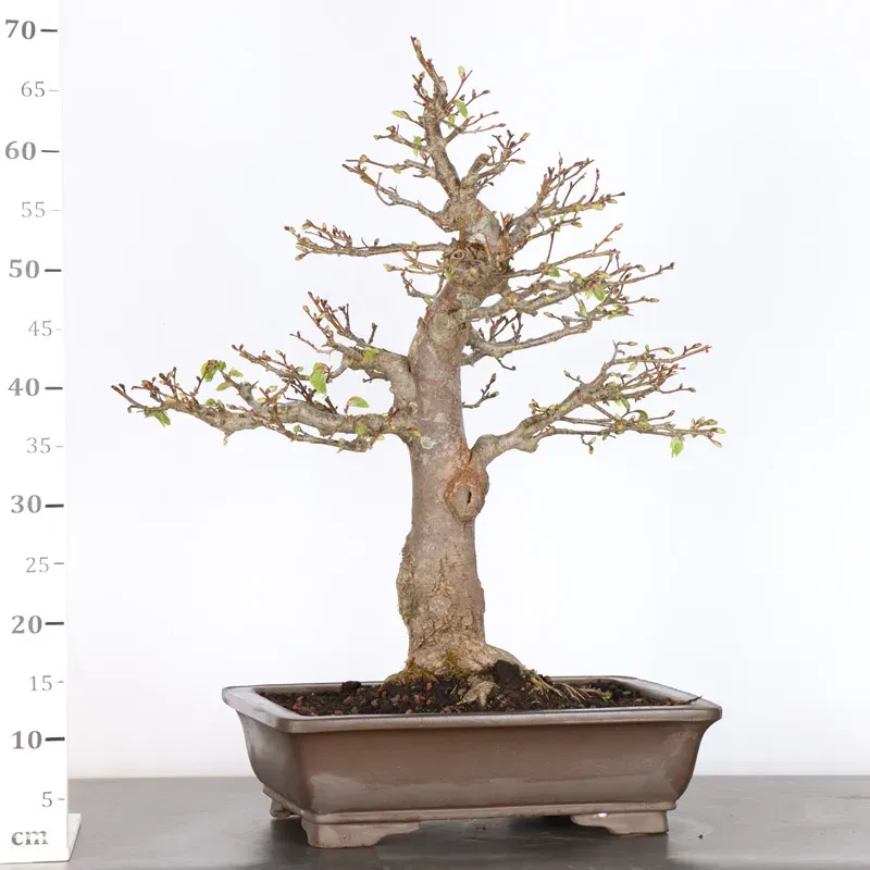 image supplémentaire - BONSAI LINDEN "TILIA" 1-9
