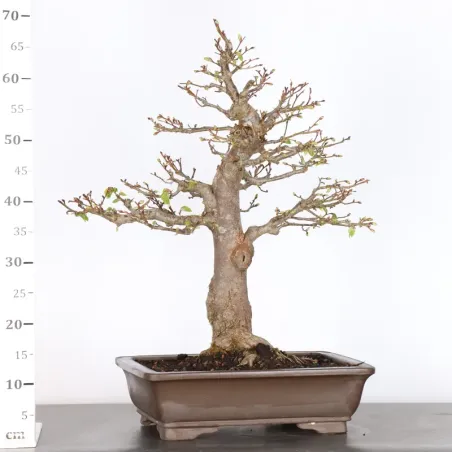 image supplémentaire - BONSAI LINDEN "TILIA" 1-9