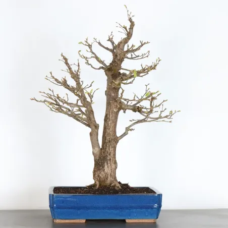 BONSAI LINDEN "TILIA" 1-10