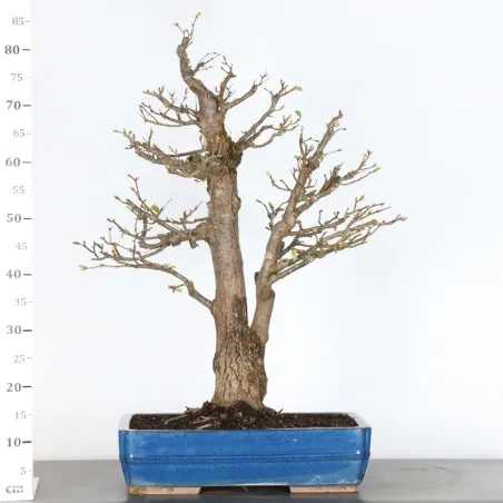 image supplémentaire - BONSAI LINDEN "TILIA" 1-10