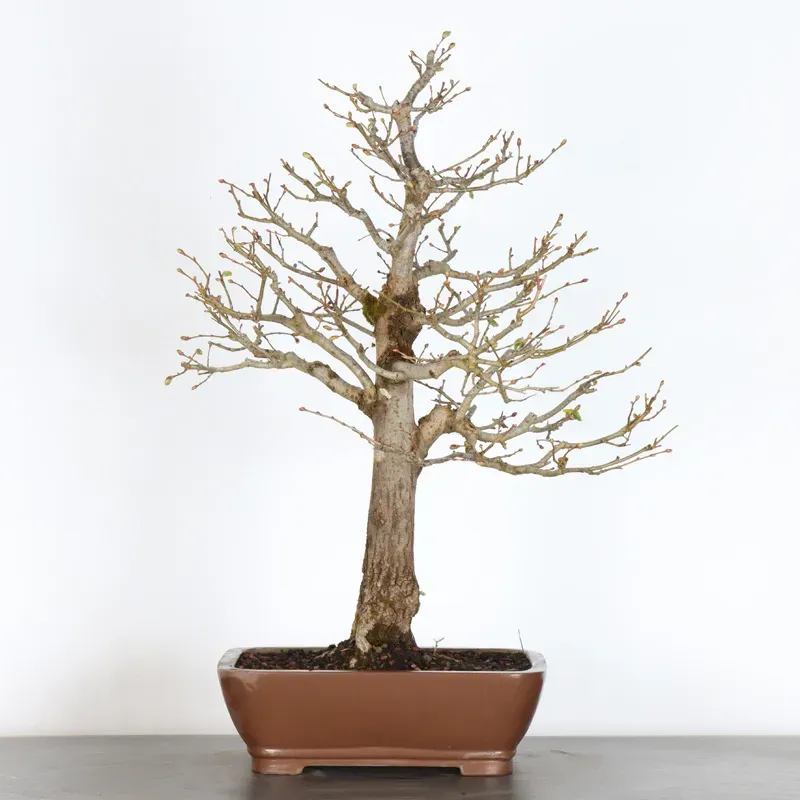 BONSAI LINDEN "TILIA" 2-11