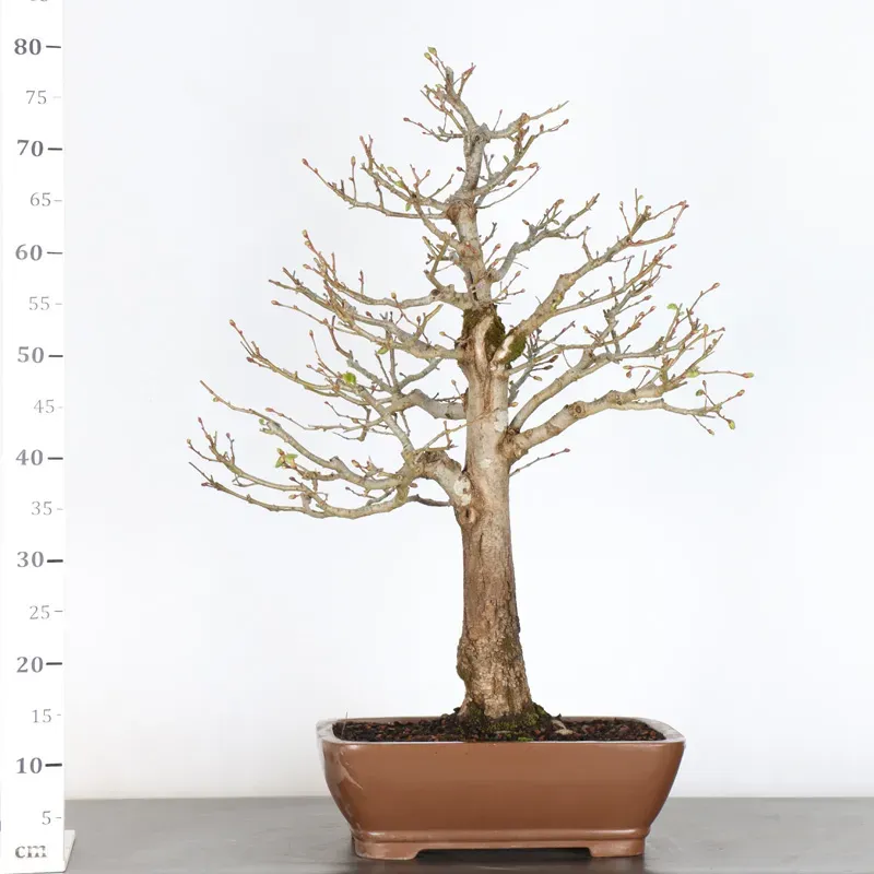 image supplémentaire - BONSAI LINDEN "TILIA" 2-11