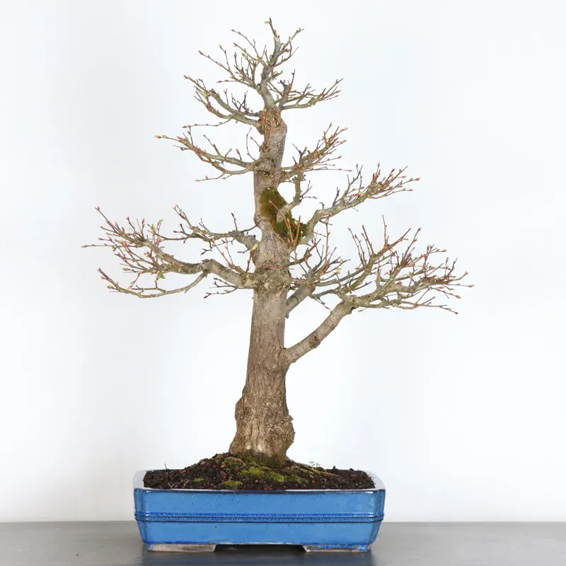 BONSAI TILLEUL "TILIA" 2-13