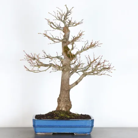 BONSAI LINDEN "TILIA" 2-13