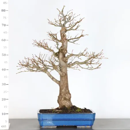 image supplémentaire - BONSAI LINDEN "TILIA" 2-13