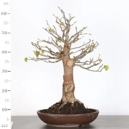 image supplémentaire - BONSAI TILLEUL "TILIA" 1-11