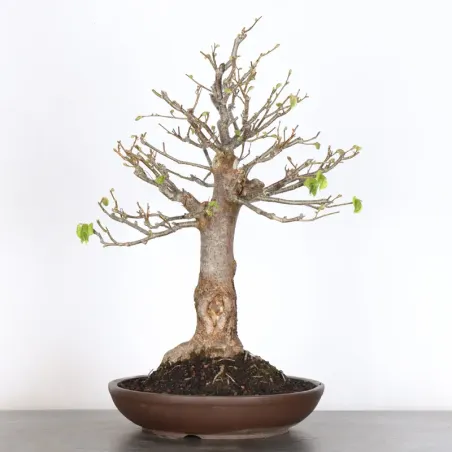 BONSAI TILLEUL "TILIA" 1-11