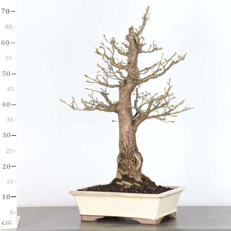 image supplémentaire - BONSAI TILLEUL "TILIA" 1-12