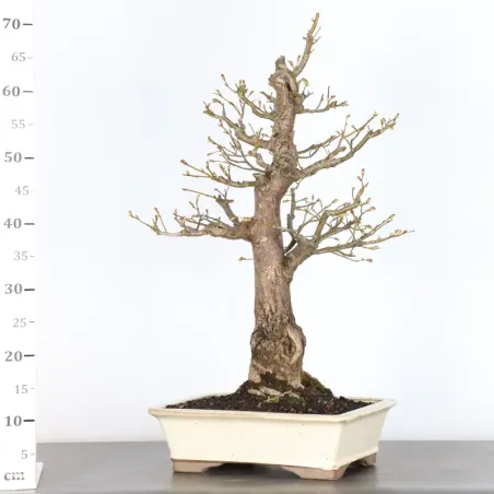 image supplémentaire - BONSAI TILLEUL "TILIA" 1-12