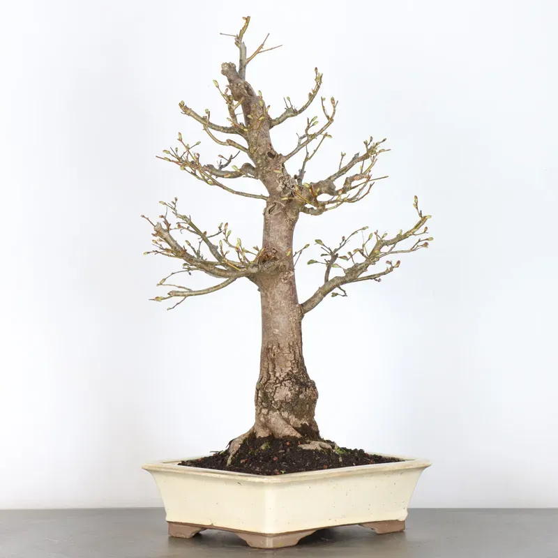 BONSAI TILLEUL "TILIA" 1-12