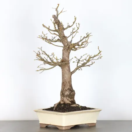 BONSAI TILLEUL "TILIA" 1-12